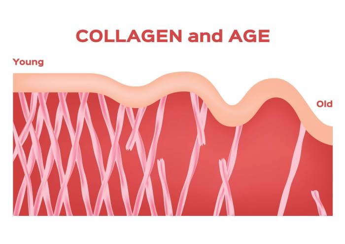 Collagen for anti-aging benefits